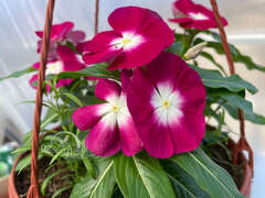 Катарантус бургунди в кашпо