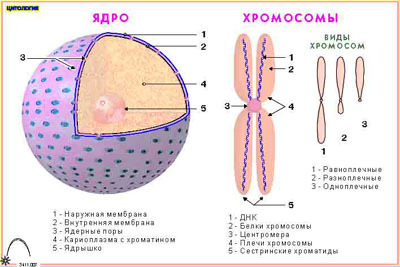 Ядерная хромосома. Строение ядра набор хромосом. Строение ядра хромосомы. Строение и функции ядра и хромосом. Ядро ядрышко хромосомы.