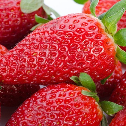 Саженцы Флорина - Bestberry - саженцы, рассада
