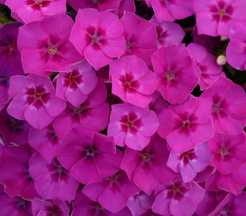 S7011 Флокс Ethnie Purple Violet 10шт.