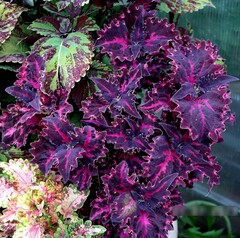 Забавные огоньки UO колеус