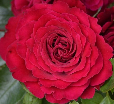 Роза чайно- гибридная Майра Ред