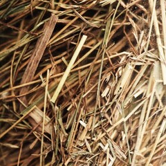 Little King лакомство для грызунов сушеные травы 250 гр