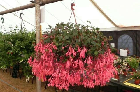 35102 Фуксия Eruptions (Весна 2026)