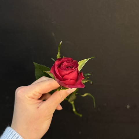 Роза кенийская ярко-розовая 40 см / 1 шт