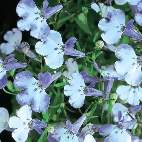 S4604 Лобелия RIVIERA BLUE SPLASH 1000 шт.