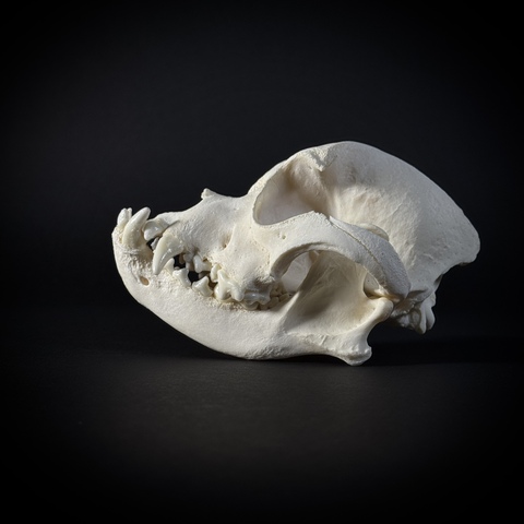 Череп собаки