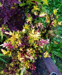 Кокетка LO колеус КСР