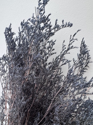 Кермек выбеленный Серо-сизый