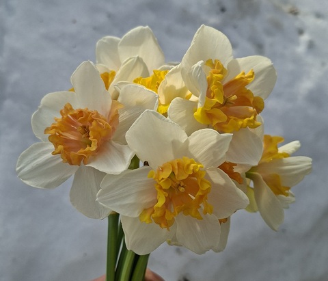 Нарцисс Болгарская рапсодия (Hungarian Rhapsody)