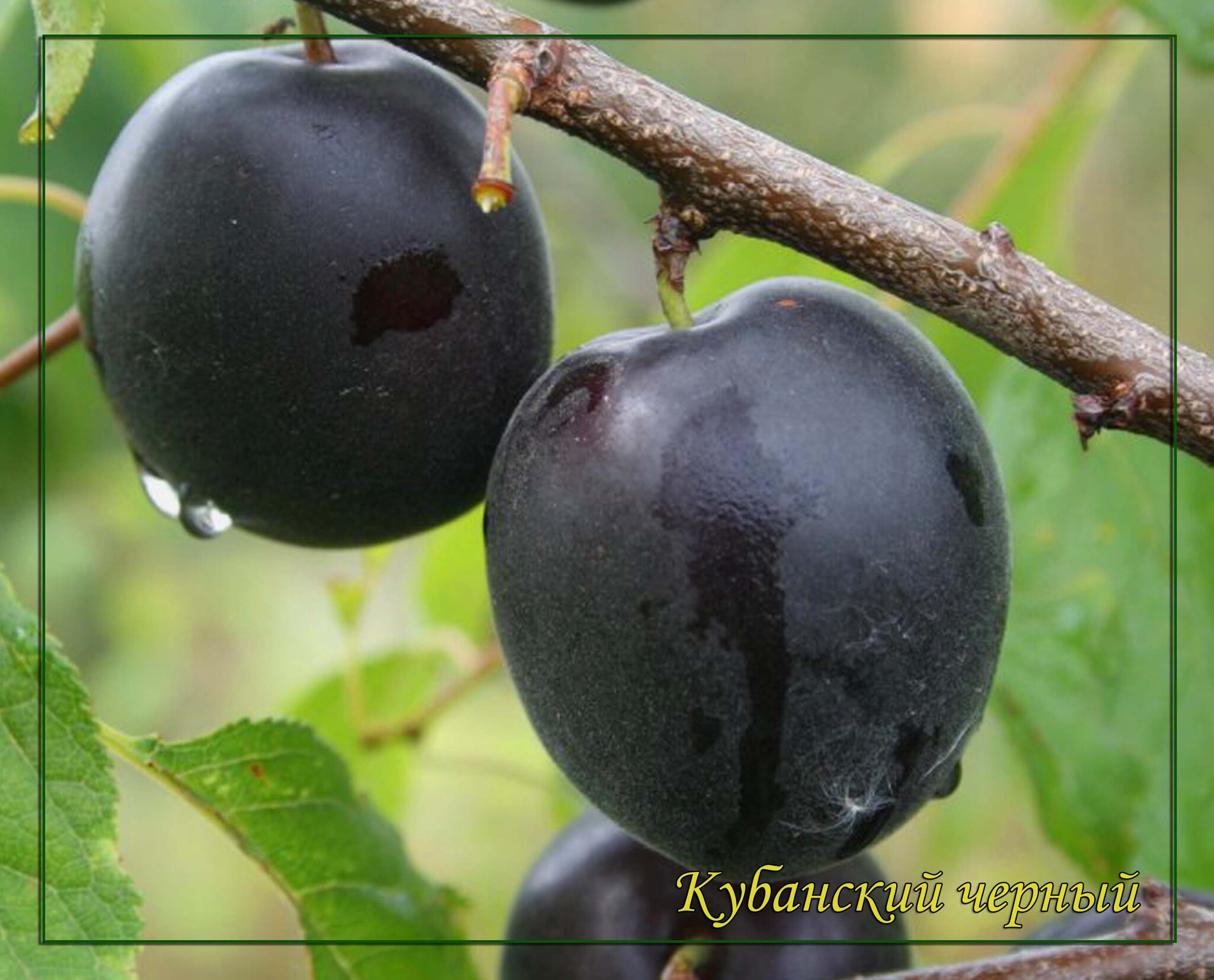 Чёрный принц абрикос с алычой. Сорт абрикоса черный принц. Сорт абрикоса черный принц. Черные сорта абрикосов. Черные сорта абрикосов.