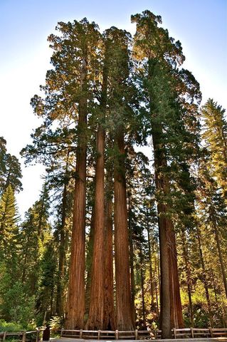 Секвойя вечнозелёная Sequoia sempervirens