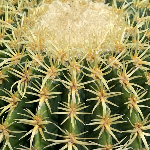 Эхинокактус Грузони Бревиспинус d20