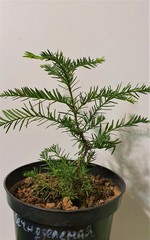 Teofrast Секвойя вечнозелёная Sequoia sempervirens