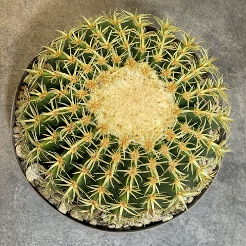 Эхинокактус Грузони Бревиспинус d20