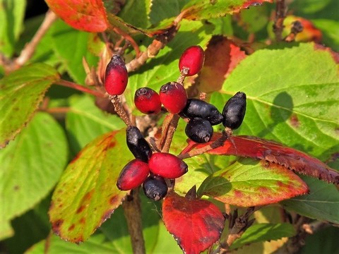 Калина буреинская (бурейская, бурятская, черная)