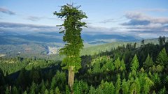 Секвойя вечнозелёная Sequoia sempervirens