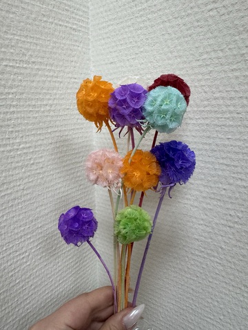 Скабиоза стаб. Микс 10 шт (цвета попадаются рандомно)