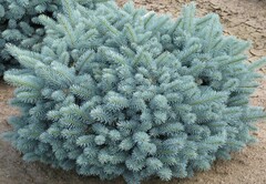 Ель колючая Глаука Глобоза