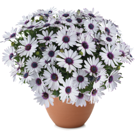 27111 Остеоспермум BESTIES Trusty Amethyst (Весна 2026)