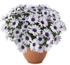 27111 Остеоспермум BESTIES Trusty Amethyst (Весна 2026)