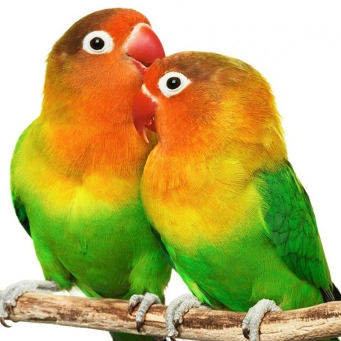 Попугай неразлучник цветной