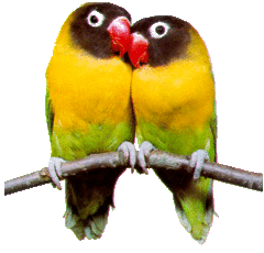 Попугай неразлучник цветной