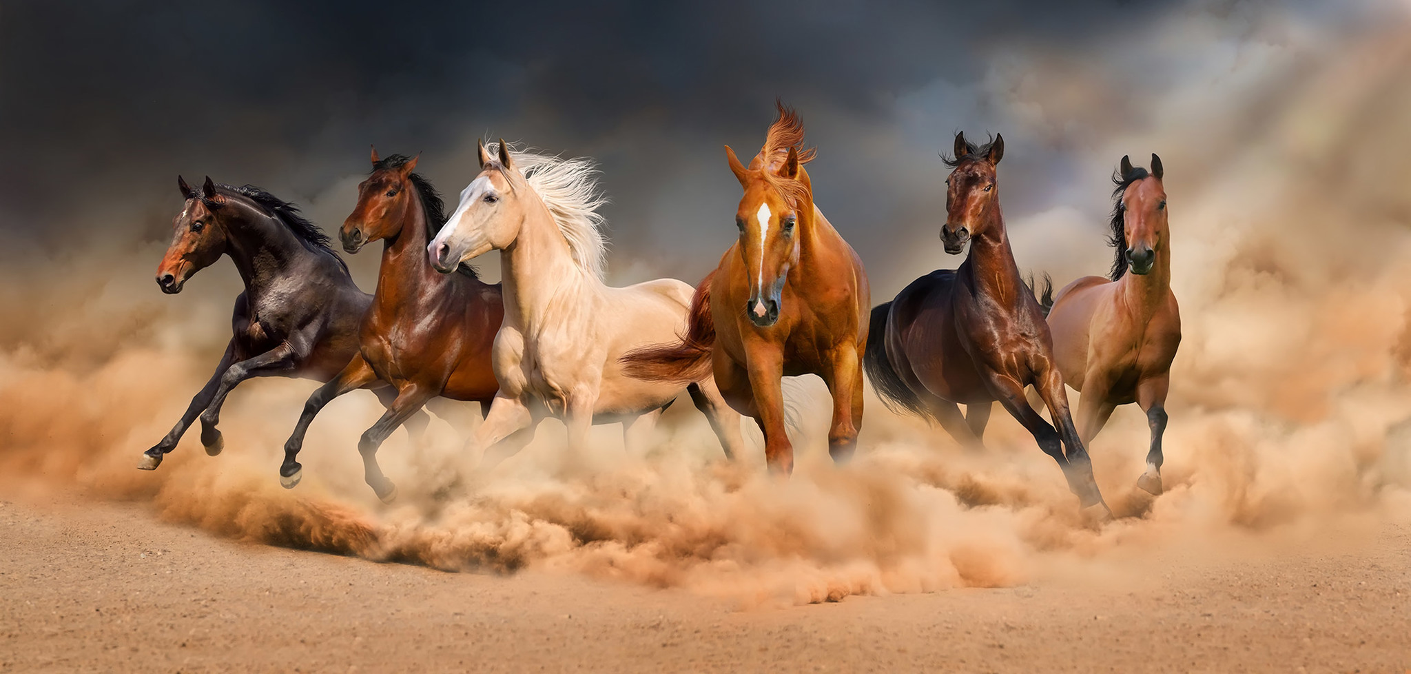 фото 3 лошадей