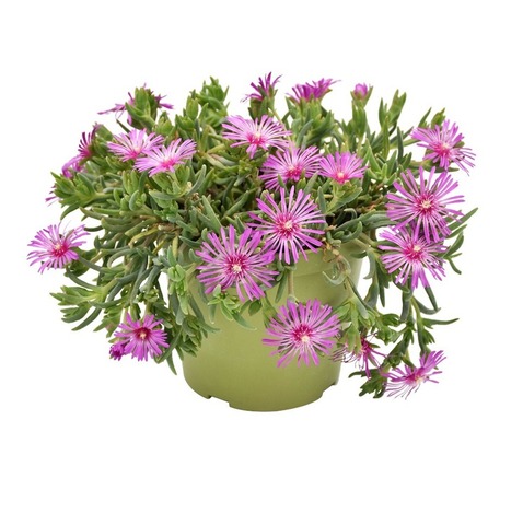 Делоспермум