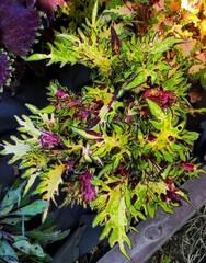 Диво - Marvel колеус КСР