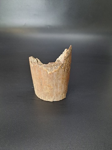 Бивень мамонта для коллекции и поделок