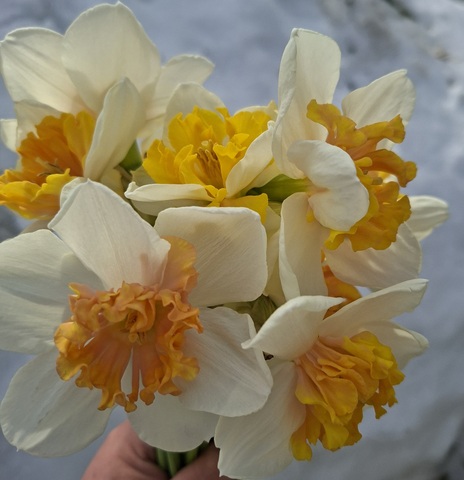 Нарцисс Болгарская рапсодия (Hungarian Rhapsody)