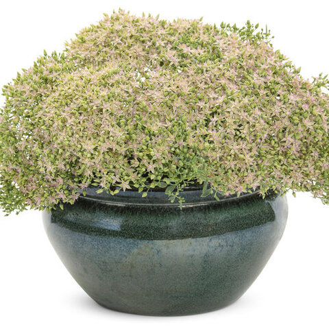 37133 Седум ROCK 'N ROUND `Pride and Joy` (Весна 2026)