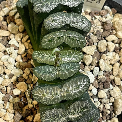 Хавортия Трунката Укишима d10