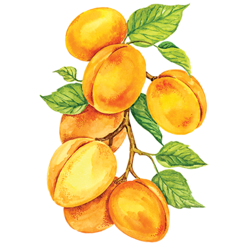 Сироп Абрикос ProffSyrup