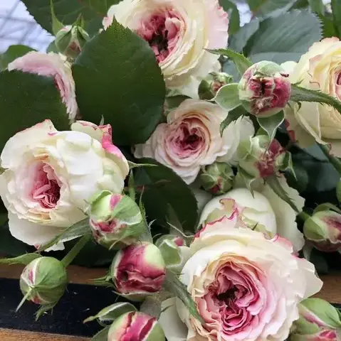 Дольче Саммерхаус (Dolce Summerhouse)