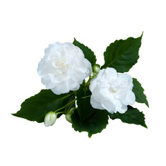 3807 Бальзамин УОЛЛЕРА MUSICA PURE WHITE