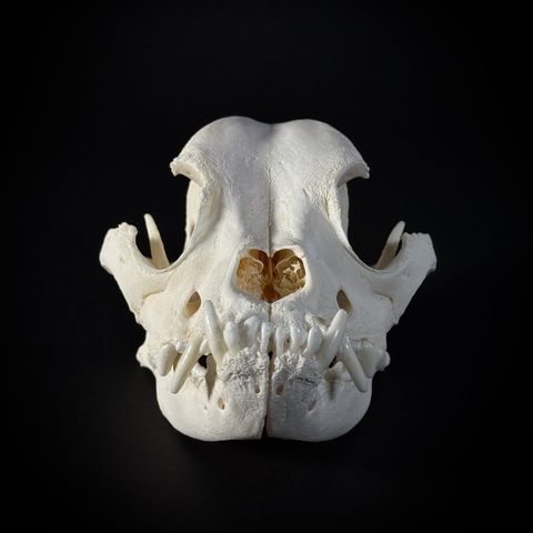 Череп собаки