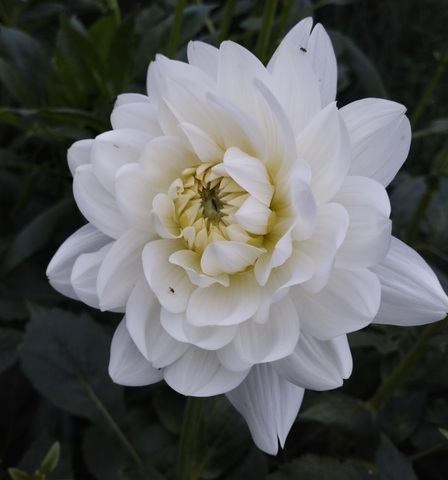 Георгин Пис Пакт (Peace Pact)