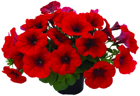 32185 Петуния VIVA RED IMPR.  (ВЕСНА 2025)