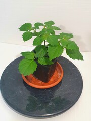 Teofrst Пачули Pogostemon