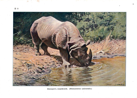 Хромолитография «Индийский носорог»