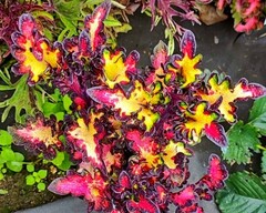 Кокетка LO колеус КСР