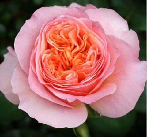 Роза чайно-гибридная Викториан секрет