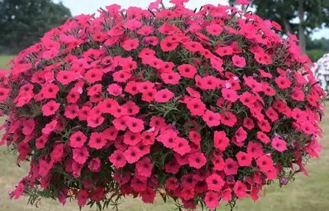 Петуния Vista Fuchsia