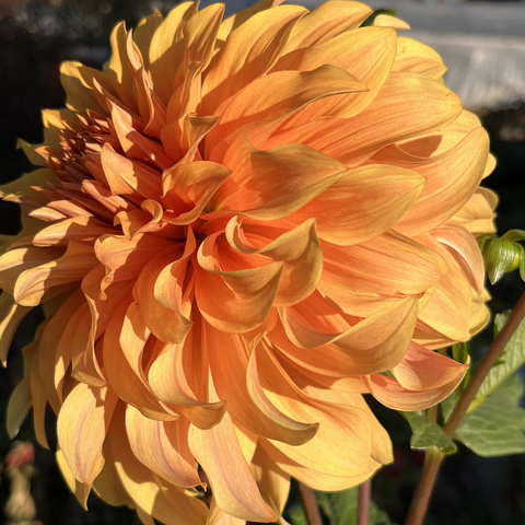 Георгин Богемиан голд