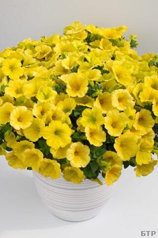 32505 Петуния CRAZYTUNIA Yello (Весна 2026)