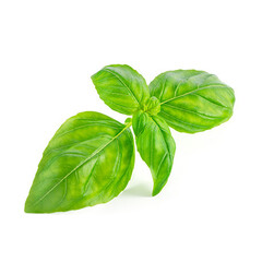 Эфирное масло Базилика (Basil) - 10 мл. Compagnie des Sens