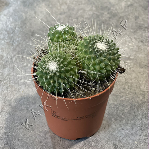 Маммиллярия Спинозиссима Ун Пико d7