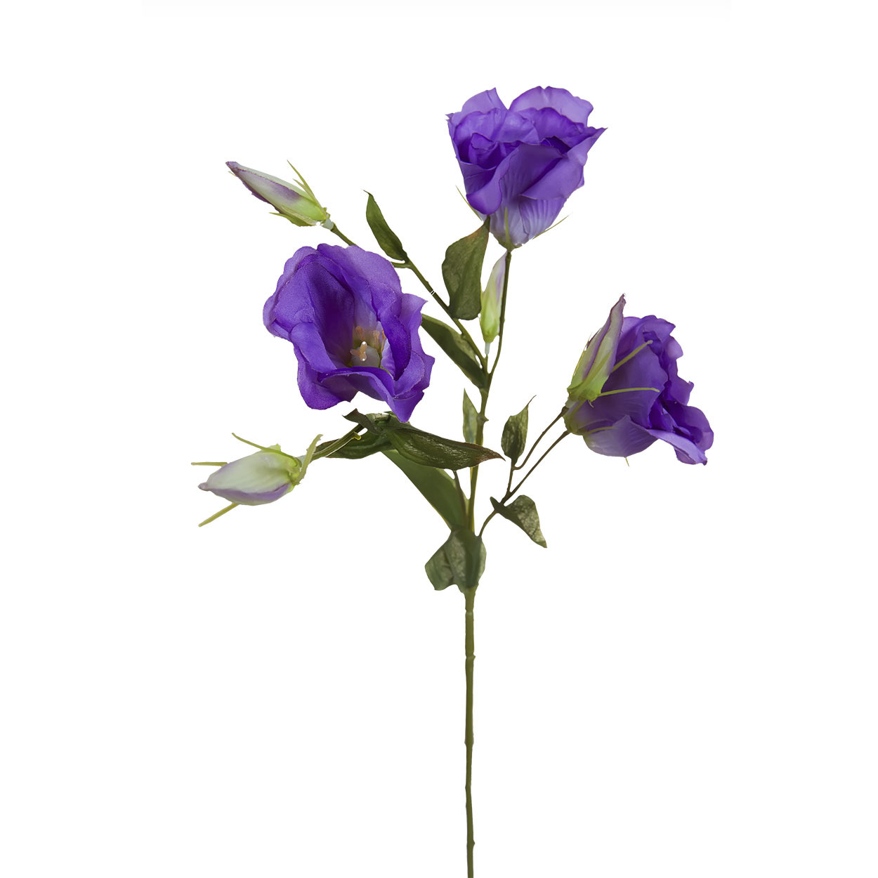 Lisianthus цветок